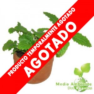 Hierba Publicitaria en Greda