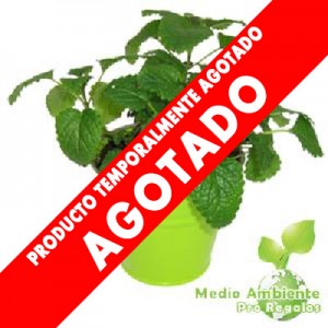 Hierba Publicitaria en Balde