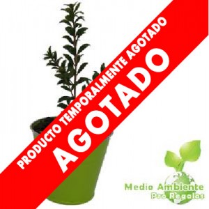 Arbusto Publicitario en Balde