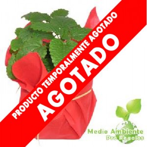 Hierba Publicitaria en Bolsa TNT