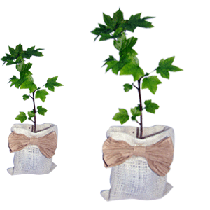 Regalo corporativo Liquidambar