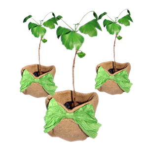 Regalo corporativo Ginkgo Biloba